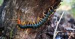 Do Centipedes Kill Plants