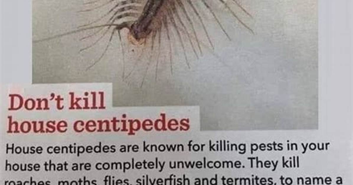 Do Centipedes Kill Roaches