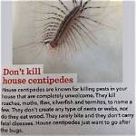 Do Centipedes Kill Roaches