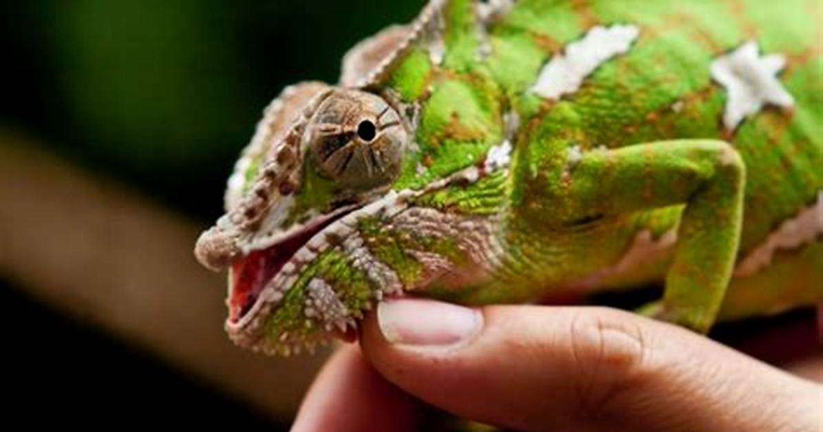 Do Chameleons Bite