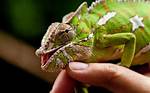 Do Chameleons Bite