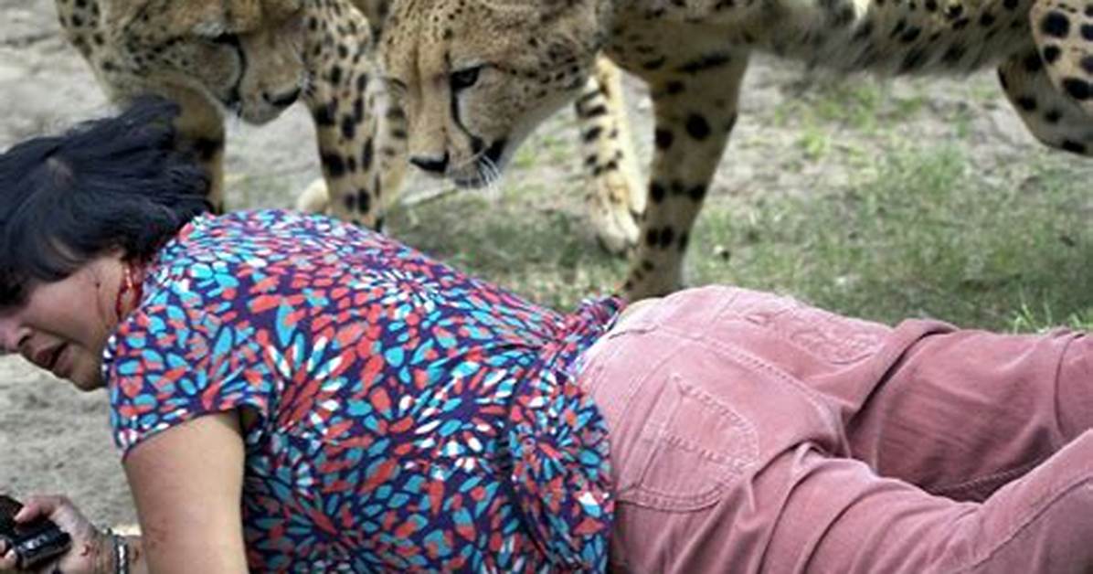 Do Cheetahs Attack Humans?