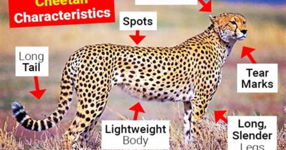 Do Cheetahs Have Bones