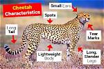 Do Cheetahs Have Bones