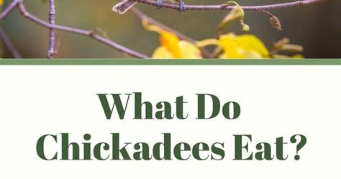 Do Chickadees Like Suet