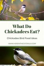 Do Chickadees Like Suet