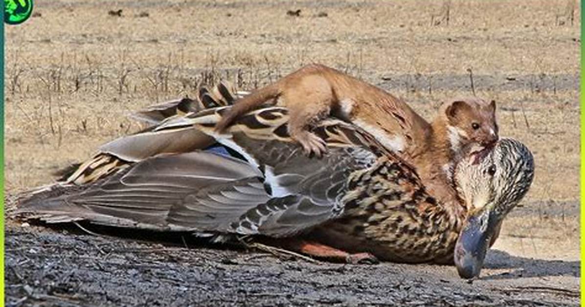 Do Chickens Attack Stoat?