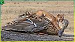 Do Chickens Attack Stoat?