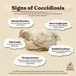 Do Chickens Get Coccidia?