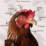 Do Chickens Have Ears?