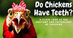 Do Chickens Have Teeth