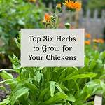 Do Chickens Like Herbs?