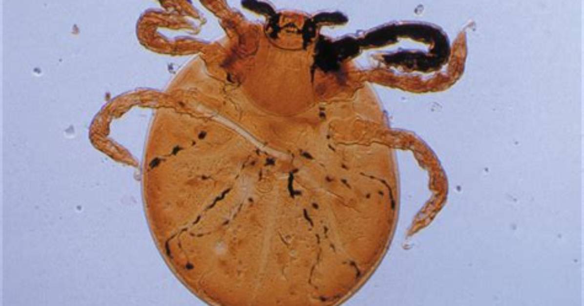 Do Chiggers Lay Eggs?