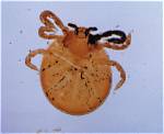 Do Chiggers Lay Eggs?