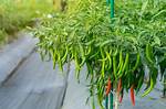 Do Chilli Plants Climb
