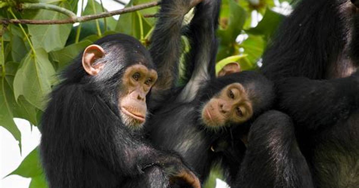 Do Chimps Really Exist?