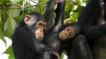 Do Chimps Really Exist?