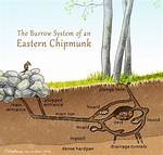 Do Chipmunks Live Underground