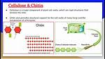 Do Chitin Have Cells?