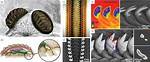 Do Chitons Have a Radula?