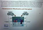Do Chloroplasts Oxidative Phosphorylation?