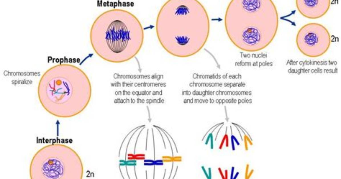 Do Chromosomes Replicate in Prophase?