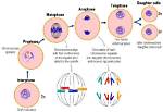 Do Chromosomes Replicate in Prophase?