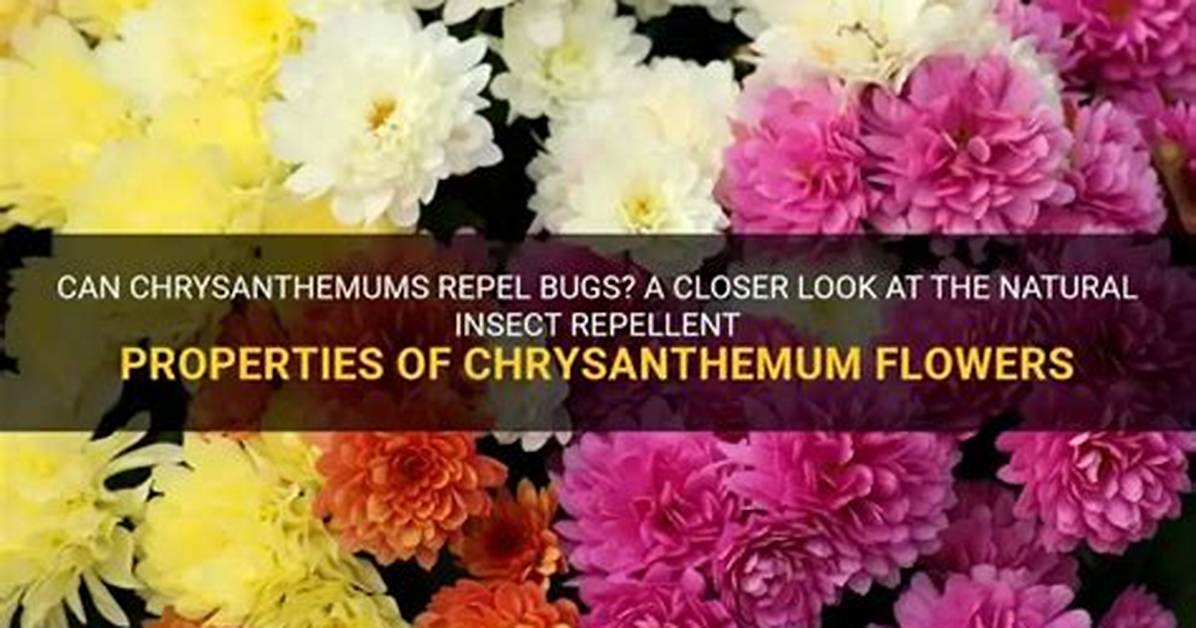 Do Chrysanthemums Repel Bugs?