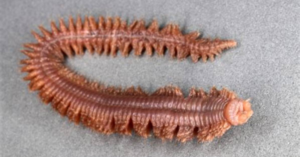 Do Clam Worms Bite?