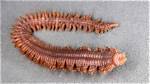 Do Clam Worms Bite?