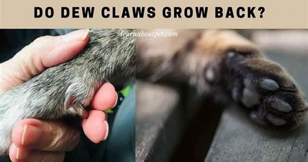 Do Claws Grow Back?