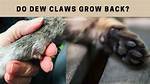Do Claws Grow Back?