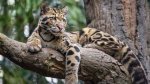 Do Clouded Leopards Like Water?