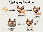 Do Cochins Lay Eggs?