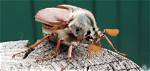 Do Cockchafer Beetles Bite
