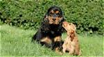 Do Cocker Spaniels Dribble