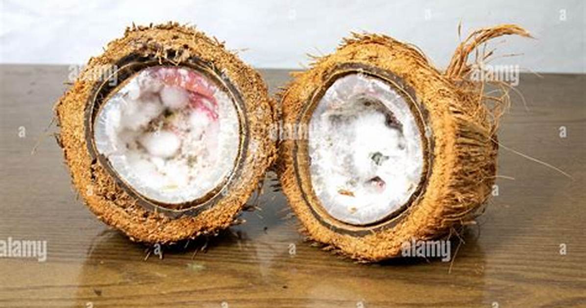 Do Coconut Shells Rot?