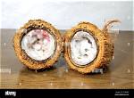 Do Coconut Shells Rot?