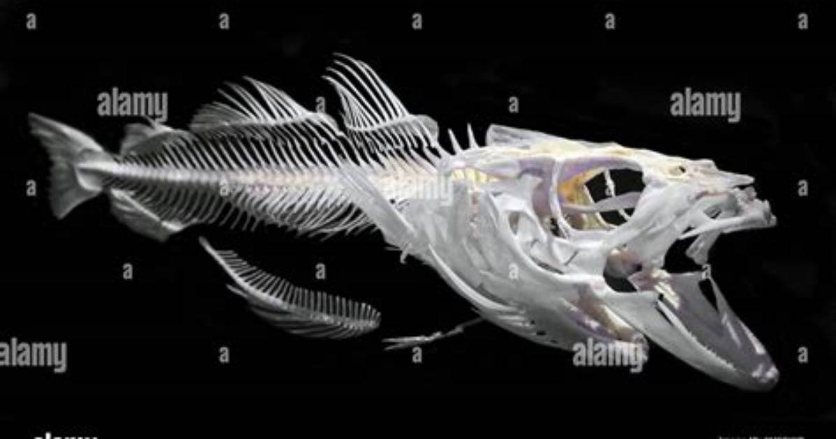 Do Codfish Have a Backbone?