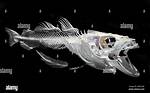 Do Codfish Have a Backbone?