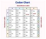 Do Codons Have Thymine?