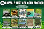 Do Cold-Blooded Animals Live?