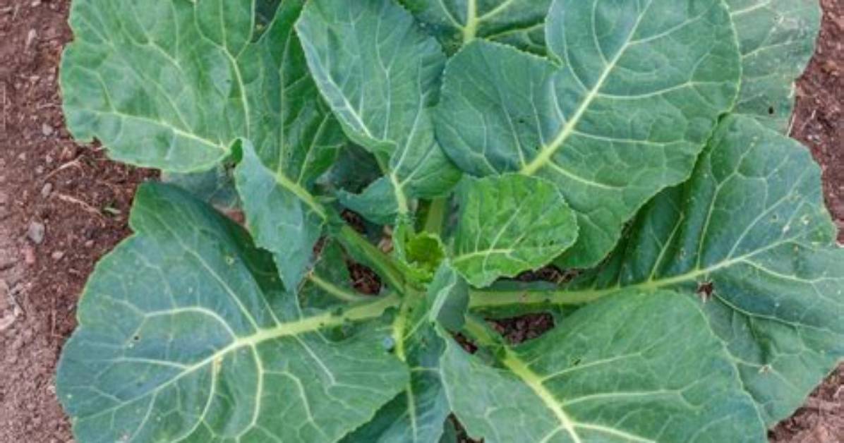 Do Collards Need Full Sun