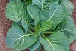Do Collards Need Full Sun
