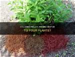 Do Colored Mulch Harm Plants?