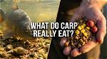 Do Common Carp Eat?