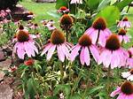 Do Coneflowers Spread