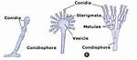 Do Conidia from Conidiophores?