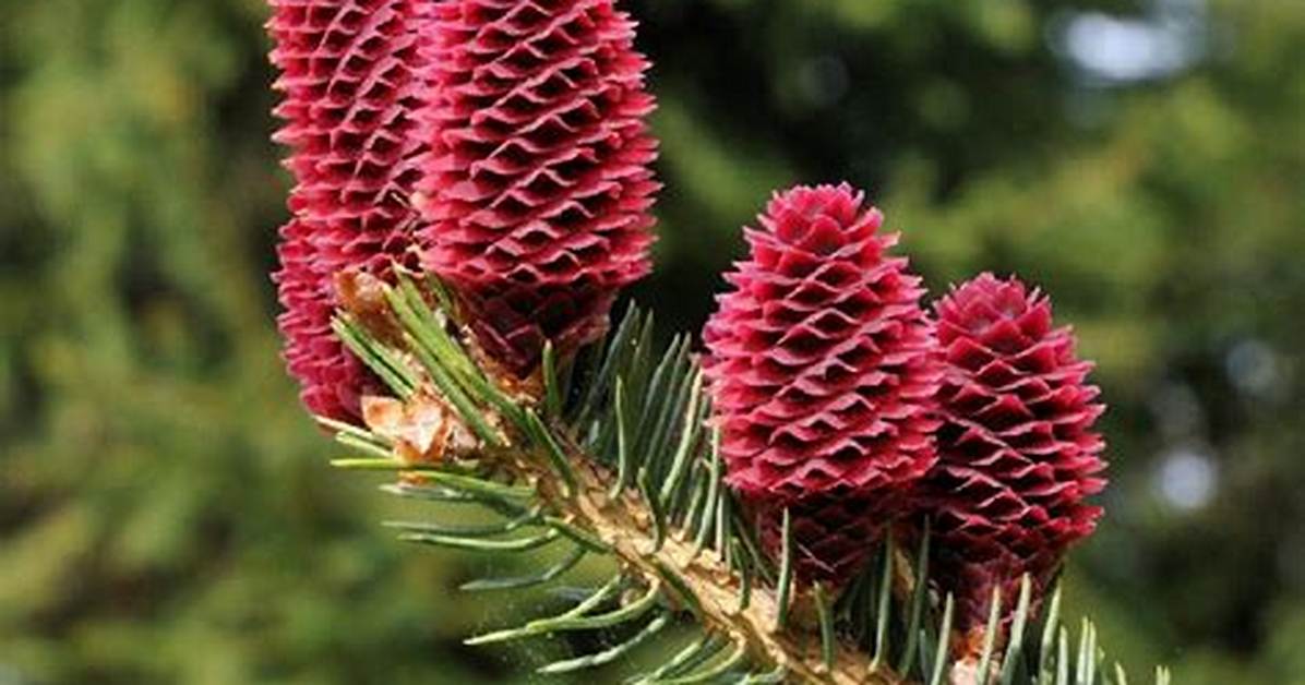 Do Conifers Flower