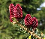 Do Conifers Flower